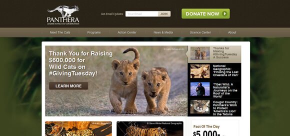 30 Wildlife Animals Zoo & Sanctuary Website Designs